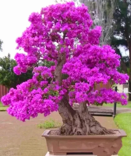 Miniatura 8 de 50 semillas de árbol Redbud Arbusto Cercis o Bonsái Rosa Púrpura Flor Semillas Raras