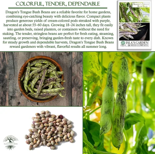 Miniatura 5 de Semillas de frijol Dragon's Tongue Bush (Dragon Langerie) – Más de 25 semillas sin OMG y reliquias, Phaseolus vulgaris, cápsulas de crema coloridas