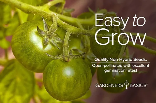 Miniatura 7 de Semillas de tomate de cebra verde para plantar semillas tradicionales sin OMG para verduras de jardín casero son un gran regalo para jardinería por