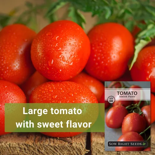 Miniatura 3 de Sow Right Seeds - Semillas de tomate Amish Paste para plantar - Herencia sin OMG para jardín exterior/interior - Tomates de alto rendimiento - Ideal