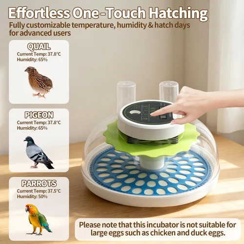 Miniatura 5 de Incubadora de huevos de codorniz para incubar 60 huevos de codorniz con giro automático de huevos y control de humedad, codornices pequeñas