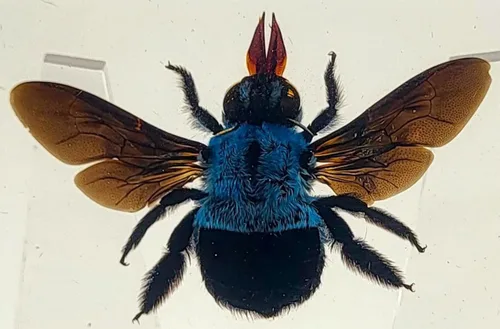 Miniatura 21 de 44mm Escorpión real asiático gigante en resina de lucite transparente cristal, especímenes de artesanía, insectos de animales varios, colección