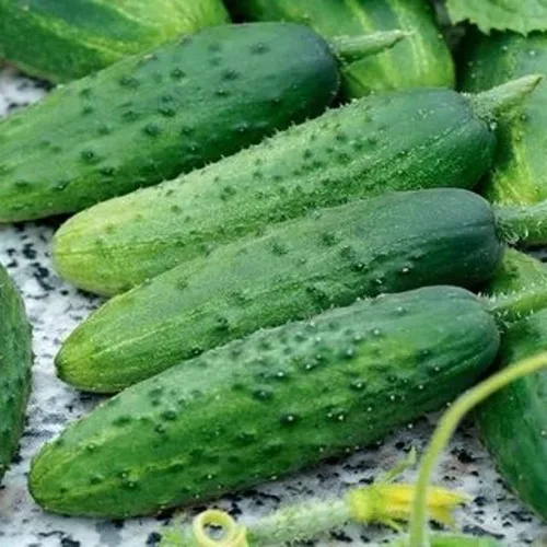 Miniatura 6 de Semillas de pepino autopolinizador de interior Firm Secret F1 Hybrid Vegetal para plantar sin OMG - Tiempo de cosecha 55 días