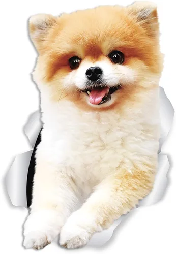 Winston & Bear Calcomanías divertidas de pared de perro de Pomerania, paquete de 2, calcomanías 3D de Pomerania para paredes, automóviles, inodoro y