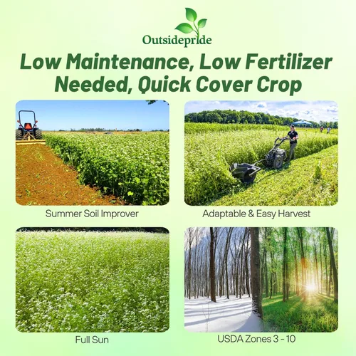Miniatura 2 de Outsidepride Semillas de trigo sarraceno – Semillas anuales de 1 libra, de crecimiento rápido, fáciles de cultivar, semillas de cultivo de cobertura