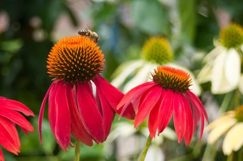 Miniatura 8 de 25 semillas de flor de hierba blanca y naranja rojo amarillo púrpura rosa blanco
