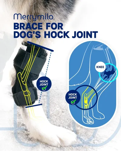 Miniatura 7 de Soporte para pierna de perro, Hock trasero y tobillo Sigle, envoltura de compresión para articulación de pierna trasera canina para desgarro ACL