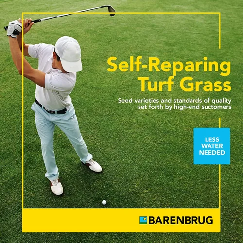 Miniatura 3 de Barenbrug Turf Star Semilla de césped regenerante de raigrás perenne con revestimiento Yellow Jacket, mezcla de semillas de césped de acción rápida