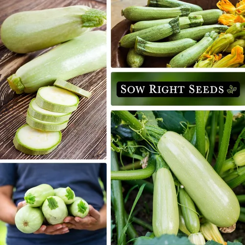 Miniatura 4 de Sow Right Seeds - Semilla de calabacín gris para plantar - Paquete de reliquia sin OMG con instrucciones para plantar un huerto casero - Calabacín