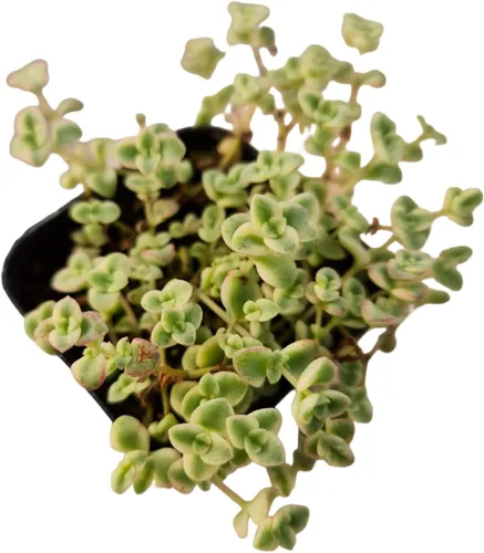 Plantas suculentas vivas Plantas Sedum (maceta de 2 pulgadas Little Missy)