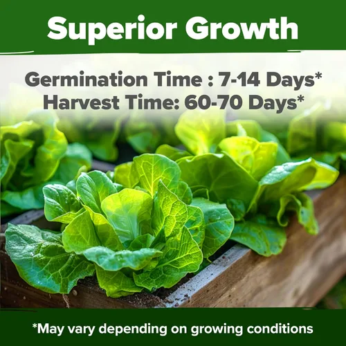 Miniatura 2 de HOME GROWN Buttercrunch - Semillas de lechuga 3950+ paquete a granel sin OMG, alta germinación, lechuga Bibb para plantar, jardín hidropónico