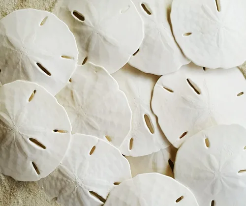 Miniatura 8 de Dólares de arena blanca de 2.5 a 3 pulgadas - 10 piezas - Artesanía de conchas marinas de boda - Seleccionado a mano y empaquetado profesionalmente