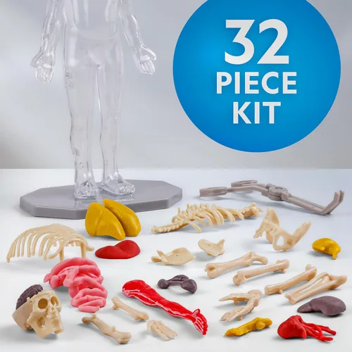 Miniatura 4 de Modelo del Cuerpo Humano de National Geographic para Niños que Brilla en la Oscuridad - Modelo de Anatomía Interactivo de 32 Piezas con Huesos