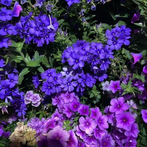 Paquete de 1000 semillas de Phlox para plantar colores mixtos, cubierta de suelo rastrero Popstars Phlox - Semilla anual de flores para el hogar y