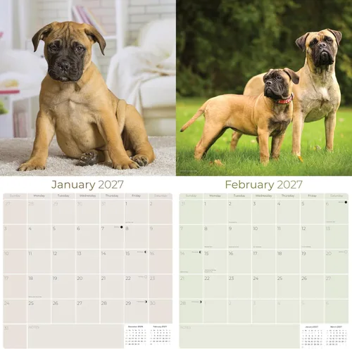 Miniatura 2 de Razas de Perros 2017 Bullmastiff