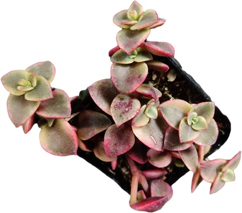 Miniatura 24 de Plantas de cactus suculentas vivas de USKC (maceta de 2 pulgadas) (Adromischus Maculatus)