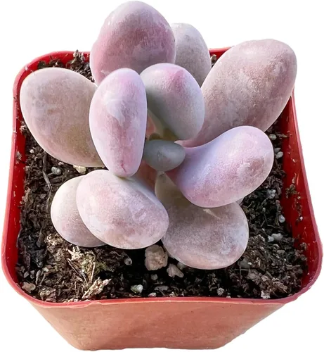 Miniatura 13 de Sprout N Green Echeveria 'Baekya', planta suculenta viva de 'White Night' totalmente enraizada en maceta de 2 pulgadas, decoración de boda