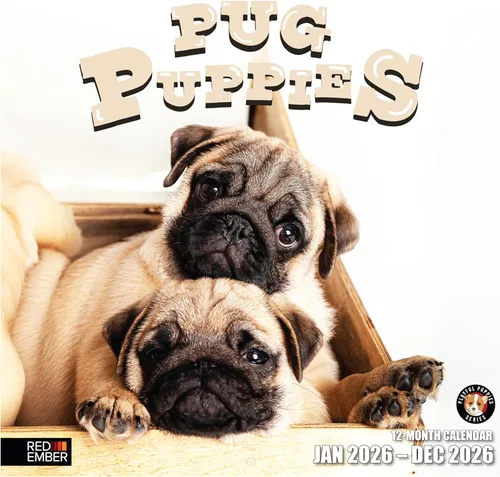 RED EMBER Pug Puppies - Calendario de pared 2026 de 12 meses | 12 x 24 pulgadas abierto | Papel grueso y resistente | Regalo | Lindo calendario de