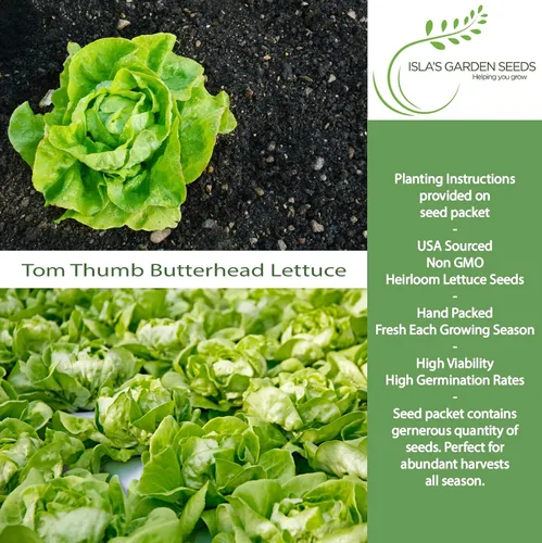 Miniatura 2 de Semillas de lechuga Tom Thumb Butterhead (Lactuca sativa) – Más de 1000 semillas tradicionales sin OMG de Isla's Garden Seeds, variedad compacta