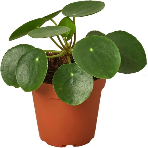 Miniatura 7 de Árbol del dinero 'Castaño de Guinea' Pachira Braid Planta viva para interior Diferentes plantas de interior en maceta de 4'' y 6'' Planta