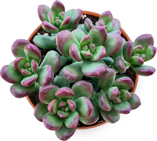Miniatura 10 de Suculentas vivas Othonna Capensis Collar de Rubí (4 pulgadas), plantas suculentas totalmente enraizadas en macetas con tierra, planta