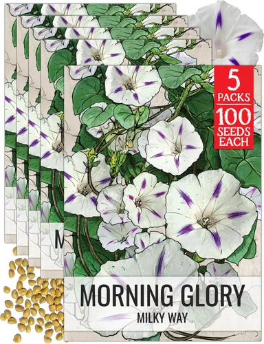 Miniatura 15 de Seed Needs Milky Way Morning Glory - Semillas para plantar enredaderas con flores, reliquia y escaladores polinizados abiertos para crear una cerca