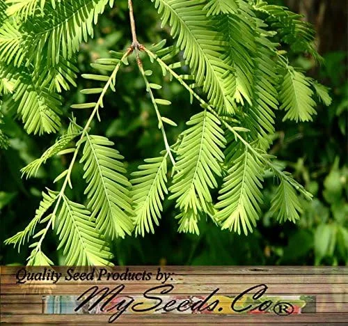 Miniatura 4 de Big Pack by MySeeds.Co