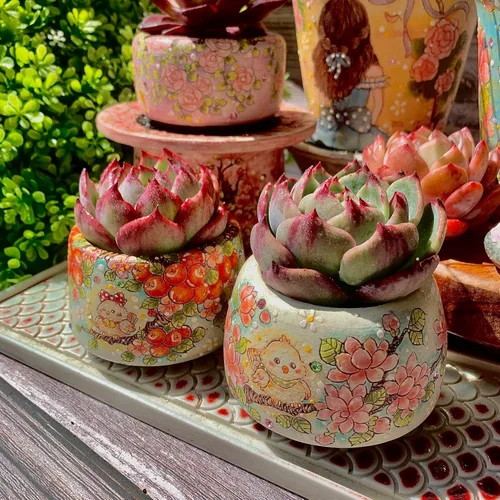Miniatura 9 de Echeveria Agavoides Cassius - Kit de suculentas abigarradas, con maceta de plástico, 1 cabeza de planta viva de 2.5 pulgadas, suelo comprimido