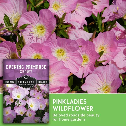 Miniatura 3 de Semillas de onagra llamativas para plantar, 1 paquete con instrucciones para plantar y cultivar Pinkladies en el jardín de flores de tu hogar