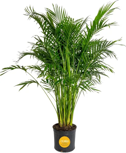 Miniatura 15 de Costa Farms Palma de Cola de Caballo, Planta Viva en Maceta Decorativa, Fácil de Mantener, Planta de Interior Perfecta para el Hogar, Habitación u