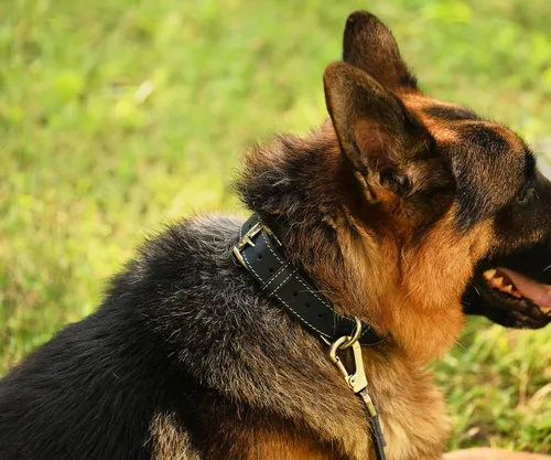 Miniatura 4 de Collar de perro de cuero genuino, collar de perro de cuero ajustable para perros pequeños y grandes (XS: cuello de 7.9 a 11.8 pulgadas, marrón)
