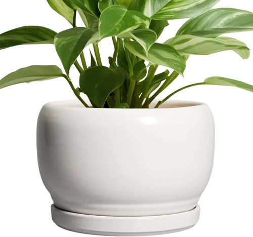 Miniatura 72 de SQOWL Macetas de cerámica – Maceta de 6 pulgadas con orificio de drenaje y bandeja, maceta redonda para plantas de interior, maceta decorativa