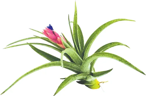 Miniatura 7 de Plantas de aire – Tillandsia Aeranthos florecientes, grandes 3-5 pulgadas – 1 unidad – Llegada viva garantizada – Plantas