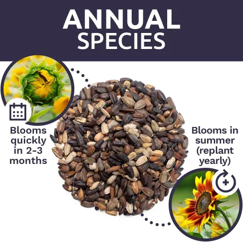 Miniatura 8 de Autumn Beauty Semillas de girasol – Bolsa a granel de 1/4 de libra – Más de 5,000 semillas de flores silvestres polinizadas abiertas sin OMG