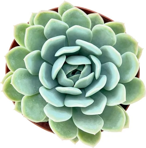 Miniatura 12 de Sprout N Green Echeveria 'Pink Tips', Mini planta suculenta viva totalmente arraigada en maceta de 2 pulgadas, planta de interior para interiores