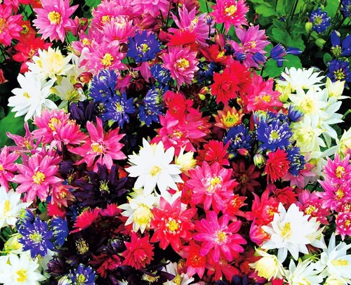 Miniatura 3 de Semillas Columbine Double Mix Aquilegia Flores perennes para plantar