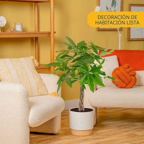 Miniatura 2 de Costa Farms Árbol del Dinero, planta viva en maceta decorativa, purificadora de aire, planta de interior grande, perfecta para decoración del hogar