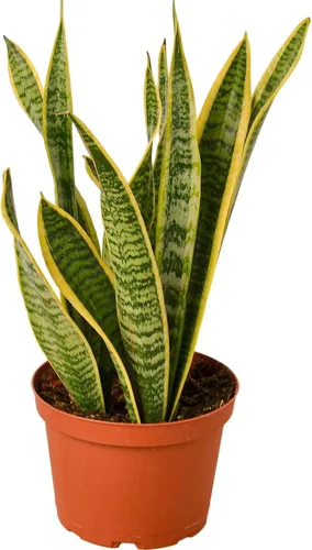 Planta de serpiente Laurentii | Sansevieria Trifasciata Planta viva para interior | Diferentes plantas de interior en maceta de 4 y 6 pulgadas |