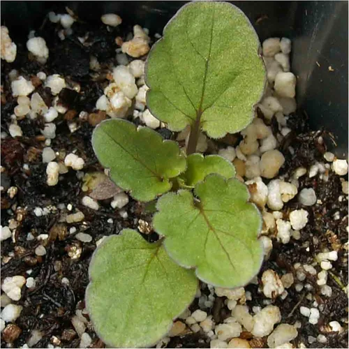 Miniatura 5 de Seed Needs Semillas de viola para plantar violas Bambini, flores anuales de polinización abierta para plantar y cultivar un jardín de mariposas