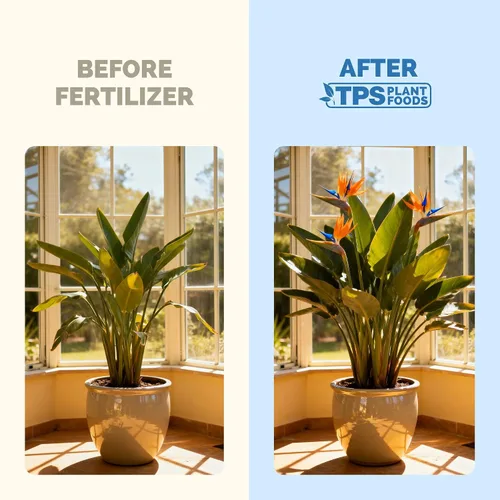 Miniatura 3 de Bird of Paradise Fertilizer - Alimento líquido para plantas para hojas tropicales más grandes, raíces más fuertes y crecimiento vertical saludable