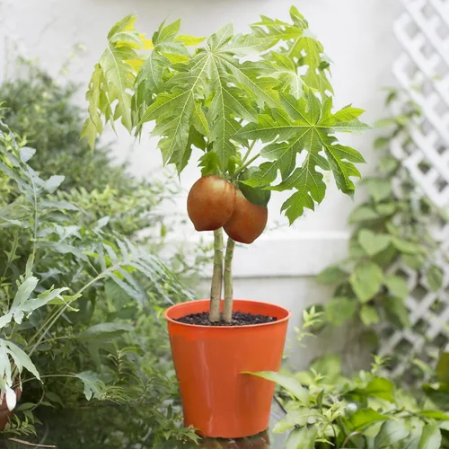 Miniatura 3 de Eleva tu papaya con la mezcla orgánica de tierra de Gardenera - Cultiva plantas fructíferas más saludables y abundantes - 1 cuarto de galón