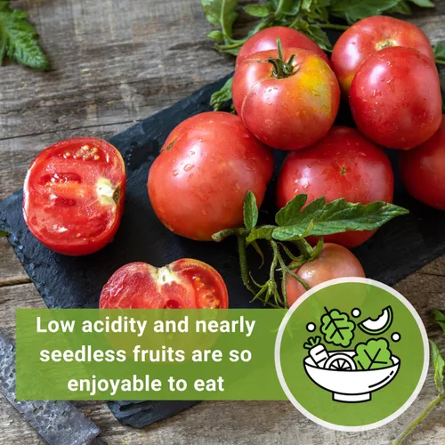 Miniatura 6 de Sow Right Seeds - Semillas de tomate rosa Ponderosa para plantar - Paquete de reliquia sin OMG con instrucciones para plantar y cultivar un huerto