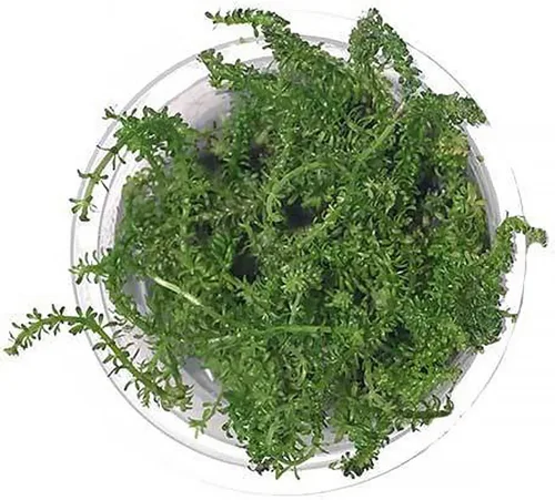 Miniatura 24 de Planta viva SubstrateSource - Hierba enana Eleocharis Belem cultivada en tejidos acuáticos para acuario - 100% libre de caracoles en copa in vitro
