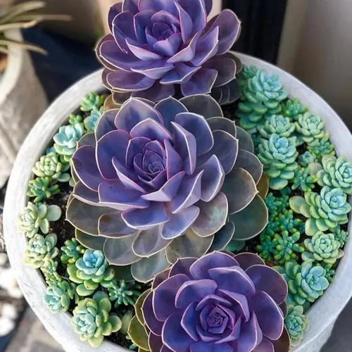 Miniatura 5 de Echeveria Suculents - Plantas vivas para cultivar, suculentas de Echeveria vivas, plantas de Echeveria vivas, suculentas de Echeveria viva, púrpura