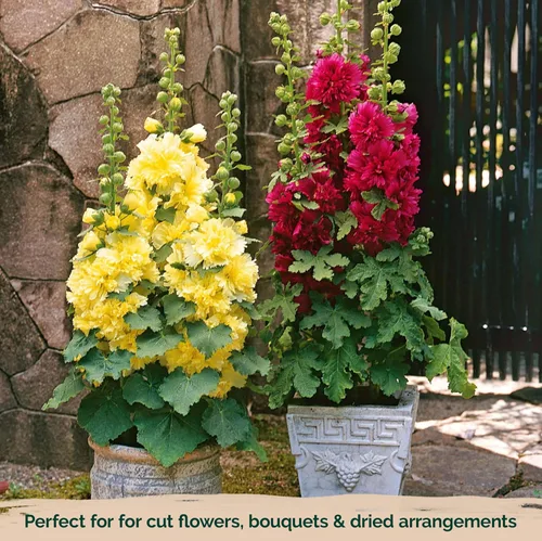 Miniatura 6 de KVITER 300 semillas de malva silvestre (Alcea rosea) para plantar, paquete de 2 - semillas autóctonas Flores altas Imán para polinizadores