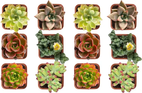 Plantas suculentas (paquete de 12), suculentas vivas totalmente enraizadas en macetas de 2 pulgadas con tierra, plantas de casa únicas en maceta