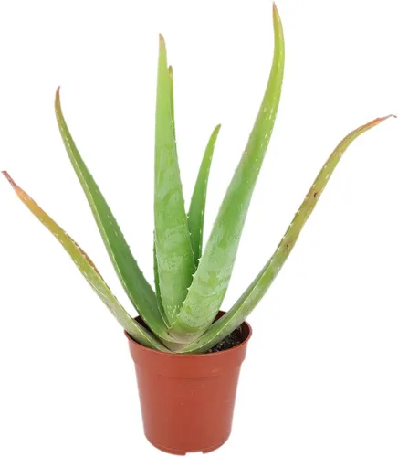 Aloe Vera (9-13 pulgadas de alto en maceta de cultivo de 4 pulgadas) – Planta de interior purificadora de aire y viva saludable – Planta de interior