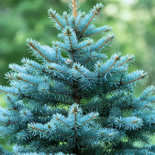 100 semillas de abeto azul para plantar | Abeto azul de Colorado, Picea pungens glauca | Árboles atractivos para privacidad o paisajismo