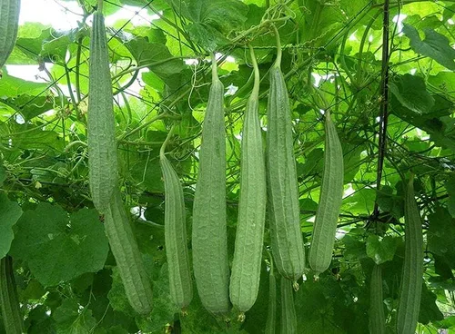 Miniatura 4 de The Rike 20 Semillas Luffa Acutangula Seeds Angulada Luffa Ridge Gourd Turai Chinese Okra Plato Paño Calabaza, Calabaza Estriada, Muop Huong