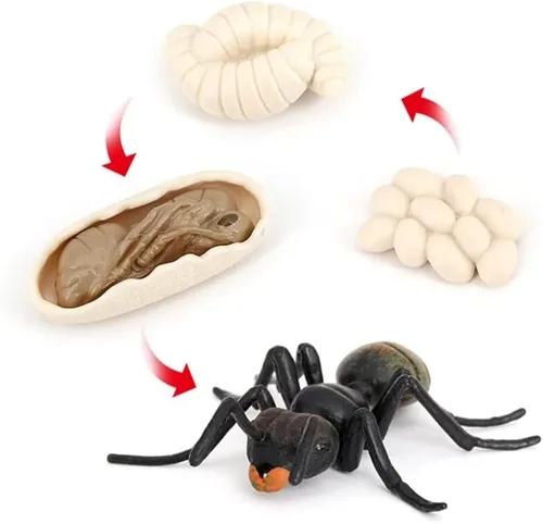 Ciclo de Crecimiento de Hormigas, Juguete de Modelo Biológico del Ciclo de Crecimiento Animal, Etapa de Crecimiento, Conjunto de Juguete de Modelo